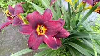 Лилейник 'Chocolate Candy' (Hemerocallis 'Chocolate Candy')