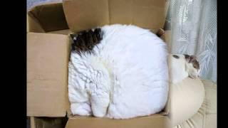 30 Cats Who Have Mastered The Art Of Sleep-Fu | Boredpanda | sleeping cat compilation 2014