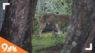 Colorado sanctuary welcomes rarest wolves in the world