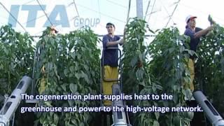 ITA Group - Drama Greenhouses S.A.