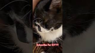 Sox’s Soothing Purrs: The Ultimate Relaxation Vibes #cat #cats #purr #asmr