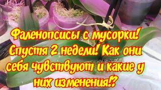 Орхидеи с мусорки, две недели у меня дома! Покупка со скидкой 1000р Фрагмипедиума и его посадка!