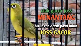 CIAK GACOR JOSS KECIAL KUNING MENANTANG LAWAN || KONTAN BIKIN KECIAL CIAK CIAK JOSS GACOR