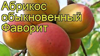 Абрикос обыкновенный Фаворит. Краткий обзор, описание характеристик prunus armeniaca Favorit