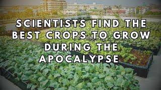 Scientists find the best crops to grow during the apocalypse
