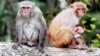 FWC warns about more monkey sightings