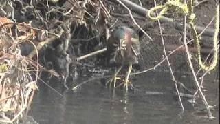 Green Heron:  A Cunning Fisherman