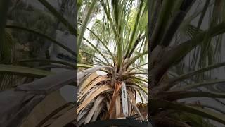 Poda de palmera 