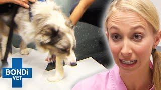 Dog Eats Bread Dough And It Rises In Its Tummy  Bondi Vet Clips | Bondi Vet