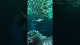 Wonderful underwater world