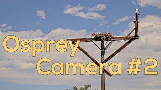 Boulder County Fairgrounds Osprey Camera #2