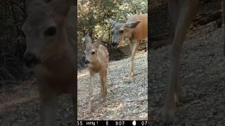 Mom teaching Fawns