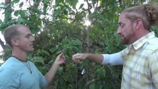 Shamus O'Leary's Spring 2016 Fruit Trees
