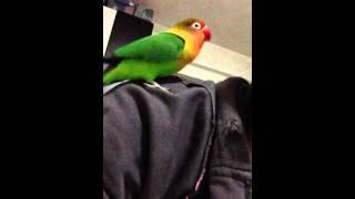 Неразлучник Валера поет трели funny parrots