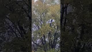 #обзоры #птицы #алматы
