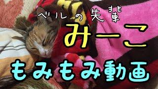 【癒し】猫のもみもみ動画。ベルの先輩みーこ