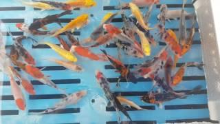 4" High Quality Koi Mix Koi Carp fish for sale @ love aquatics