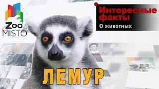 Кошачий лемур  - Интересные факты | Отряда приматов кошачий лемур