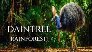 Discover the Amazing Animals of the Daintree Rainforest!