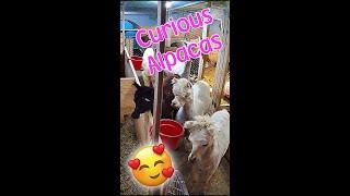 Alpaca Reaction to... Baby Cow