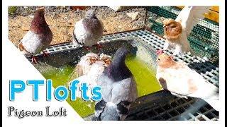 pigeons bath