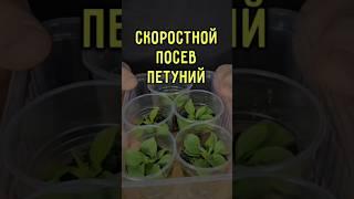 Такой способ посева петуний даёт 100% всхожесть, а петуниии растут, как на дрожжах #петунии