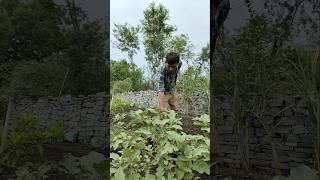 I am going to harvest these brinjals tomorrow #nature #farming #brinjal #shorts