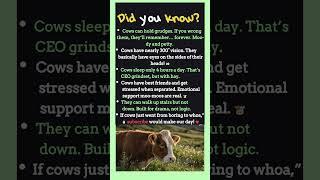 Hilarious Cow Facts You’ve Never Heard!  #facts #animal #animalfacts #didyouknow #cow #cows