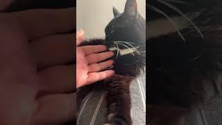 #bella #cat