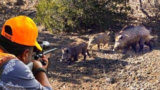 Incredible MONSTER BOAR Hunts: Brave Dogs, Incredible Shots, Exciting DRONE Chase!