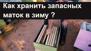 Пасека #56 Как хранить запасных маток в зиму ? Гарантия около 100%.Пасека.Пчеловодство