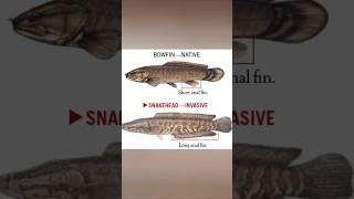 SNAKEHEAD VS BOWFIN #fishing #bassfishing #fishing #snakehead #fish #youtubehighfive #fun