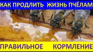 How to prolong the life of bees. Proper feeding.