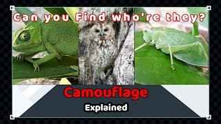 Camouflage - Have you ever heard this word? || Explained | Tamil | Fauna Fact File.