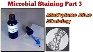 Methylene Blue Staining | Microbial Staining Part 3 | MicroBiology in Marathi