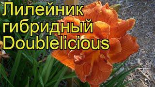 Лилейник гибридный Даблишес. Краткий обзор, описание hemerocallis hybrida Doublelicious