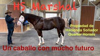 HS Marshal - Un  caballo con mucho futuro - Propiedad de Hacienda Soñador Quarter Horses