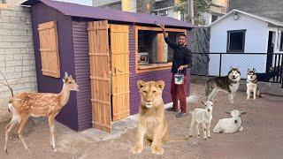 Hmary Zoo Ki Kitchen Bht Beautiful Hogai