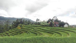 Ini Benar Benar Seperti Lukisan! Suasana Kampung Jatisari Desa Mekarbakti Bungbulang Garut Selatan