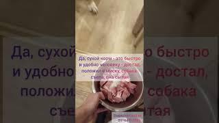 Сырое мясо или сухой корм? Частый вопрос владельцев собак "А что выбрать?" 