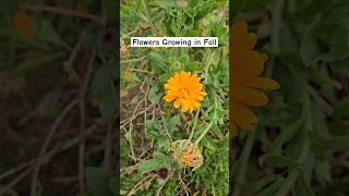 Flowers That Grow In Fall #fallflowers #stillgrowing #flowergarden #calendula #daisy #growinginfall