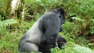 Silverback  Rukundo  mating with a sub adult  female   #visit uganda