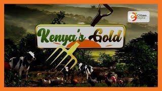 Kenya's Gold | Napier grass animal feed - Gold Feature