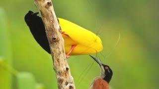 Twelve-wired Bird-of-Paradise