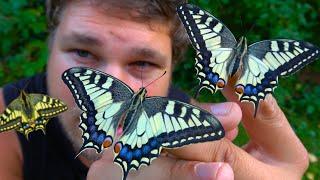 Old World Swallowtail [Papilio machaon]: Life Cycle & Biology - ButterflyCycles