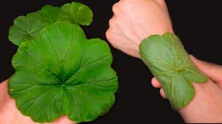 Erstaunliche Vorteile von Geranium ️Bewahren Sie diesen Schatz immer zu Hause auf!