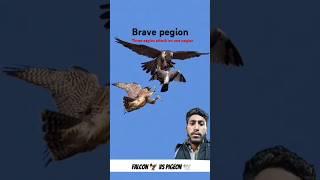 One pegion fight on three  eagles #pigeonsattackfalcons #pigeon #falcoon #eagles