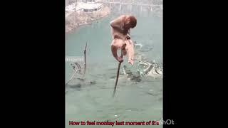 @Crocodile wait for lunch monkey meat
