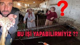 ORTAKLARDAN KURTULUYORUZ !! 240 KOYUN 4 KİŞİ PARAZİT MÜÇADELESİ~5 TON ARPA NASIL TEMİZLENİR?