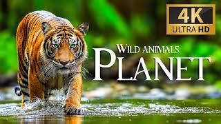 Wild Animals Planet 4K  Discovery Relaxation Wonderful Wildlife Movie with Relaxing Piano Music